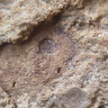 SRL75 Trilobites, Crinoids, Bryozoa