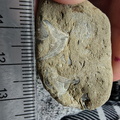SRL70 Spirifid Brachiopod Packstone