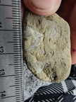 SRL70 Spirifid Brachiopod Packstone