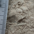 SRL73 Spiriferid Brachiopod Impression and Ichnofossils 