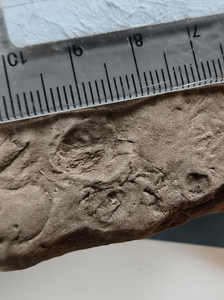 SRL73 Spiriferid Brachiopod Impression and Ichnofossils 