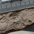 SRL73 Spiriferid Brachiopod Impression and Ichnofossils 