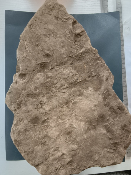 SRL73 Spiriferid Brachiopod Impression and Ichnofossils 