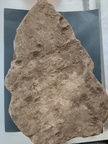 SRL73 Spiriferid Brachiopod Impression and Ichnofossils 