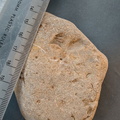 LE68 Brachiopod Imprints 