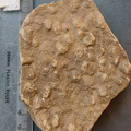 SRL142 Brachiopod Impressions (cf. Rhynchonellid)