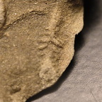 SRL118 Protovirgularia and Ichnofossils 