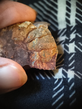 RR17 Orthoceratoid Nautiloid (cf. Michelinoceras)