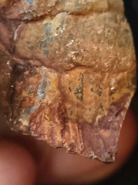 RR17 Orthoceratoid Nautiloid (cf. Michelinoceras)