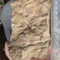 SRL17 Crinoid Crowns