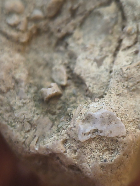 SRL82 Brachiopod Shell Fragments 