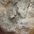 SRL82 Brachiopod Shell Fragments 