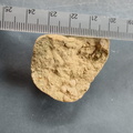 SRL82 Brachiopod Shell Fragments 