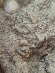 SRL82 Brachiopod Shell Fragments 