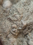 SRL82 Brachiopod Shell Fragments 
