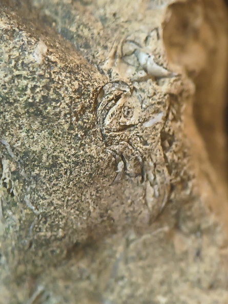 SRL82 Brachiopod Shell Fragments 