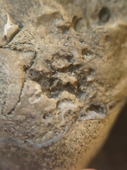 SRL82 Brachiopod Shell Fragments 