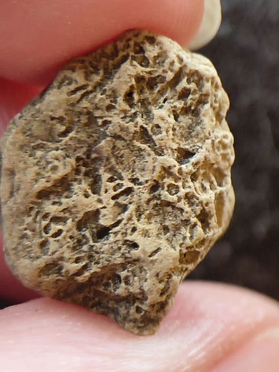 SRL111 Brachiopod Imprint and Possible Bryozoan 