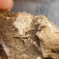 SRL105 Solitary Rugose Coral 