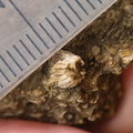 SRL105 Solitary Rugose Coral 