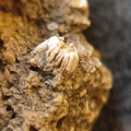 SRL105 Solitary Rugose Coral 