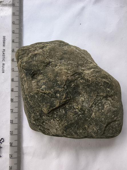 SRL146 Brachiopod Impression (268 visits) SRL146 Brachiopod Impression SRL146 Brachiopod Impression