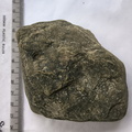 SRL146 Brachiopod Impression 