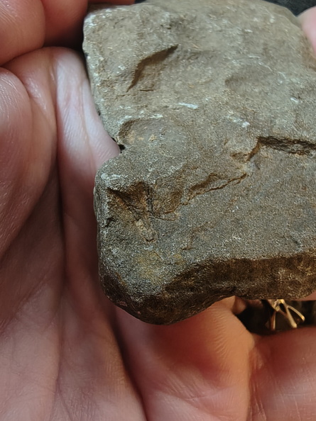 SRL168 Brachiopod Imprint (inc. Spiriferid)