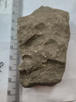 SRL168 Brachiopod Imprint (inc. Spiriferid)