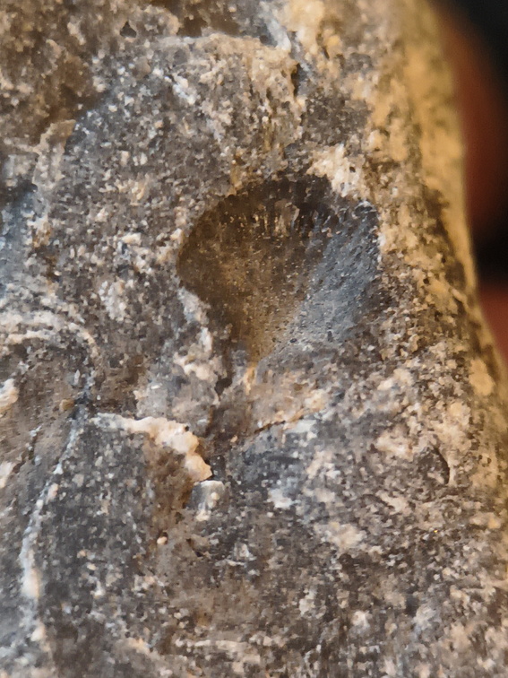 LE69 Brachiopod Shell Impressions 