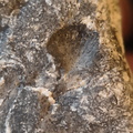 LE69 Brachiopod Shell Impressions 