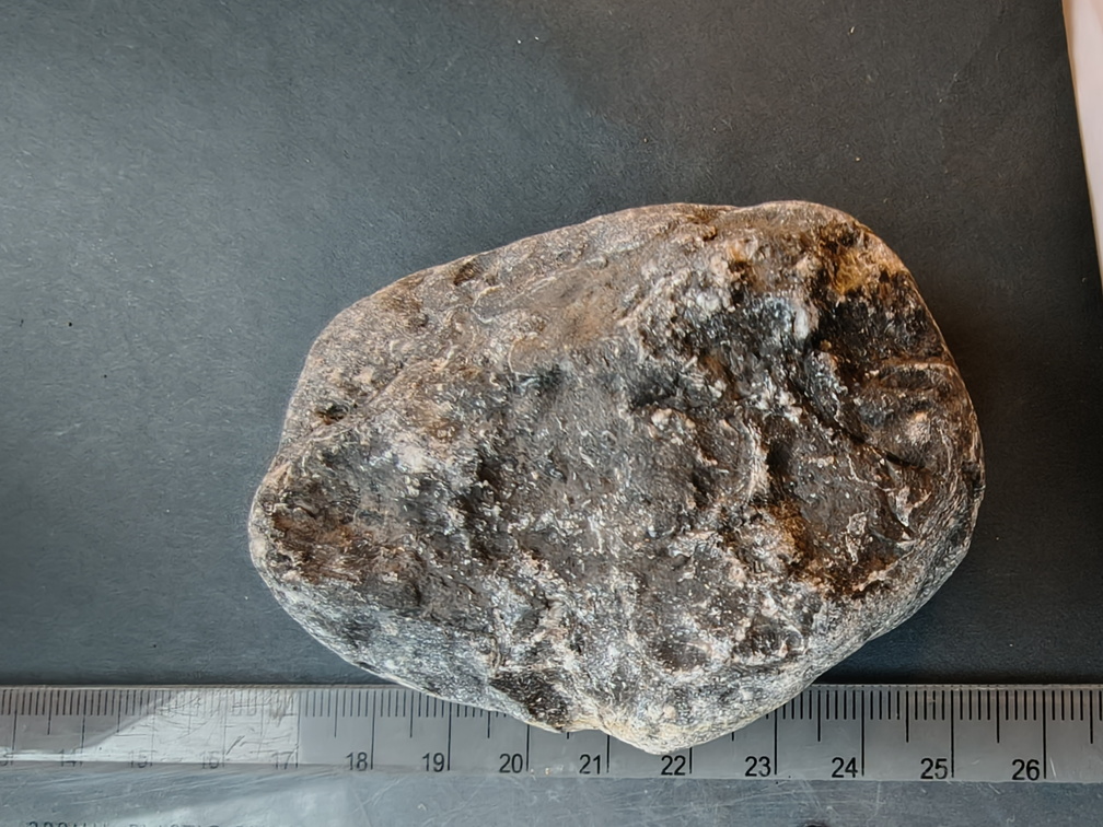 LE69 Brachiopod Shell Impressions 