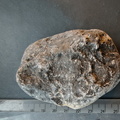 LE69 Brachiopod Shell Impressions 