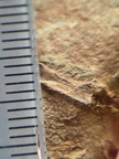 SRL183 Indet. Plant Matter