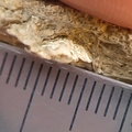 SRL 104 Bioclastic Packstone incl. Brachiopods and Bryozoa