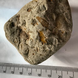 LE74 Brachiopods and Crinoids 