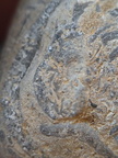 SRL71 Brachiopod Packstone 
