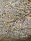 SRL71 Brachiopod Packstone 