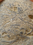 SRL71 Brachiopod Packstone 