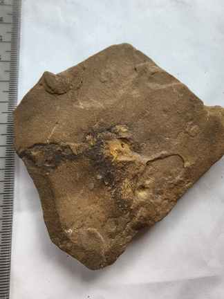 SRL152 Internal Mold of Rhynchonellid Brachiopod and Traces