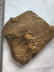 SRL152 Internal Mold of Rhynchonellid Brachiopod and Traces