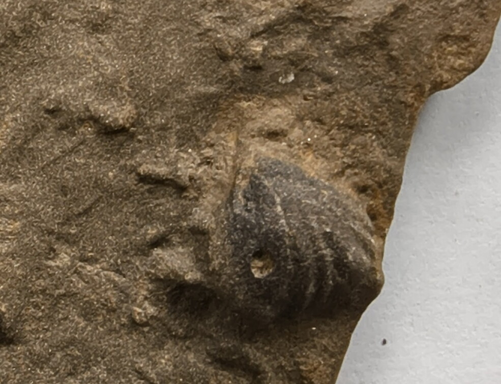 SRL152 Internal Mold of Rhynchonellid Brachiopod and Traces