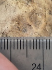 SRL217 Brachiopod Impression 