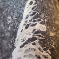 LE71 Polished Packstone:  Bryozoa, Rugose Corals, Crinoids, Brachiopods, Gastropods 