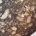 LE71 Polished Packstone:  Bryozoa, Rugose Corals, Crinoids, Brachiopods, Gastropods 
