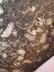 LE71 Polished Packstone:  Bryozoa, Rugose Corals, Crinoids, Brachiopods, Gastropods 
