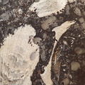 LE71 Polished Packstone:  Bryozoa, Rugose Corals, Crinoids, Brachiopods, Gastropods 