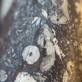 LE71 Polished Packstone:  Bryozoa, Rugose Corals, Crinoids, Brachiopods, Gastropods 