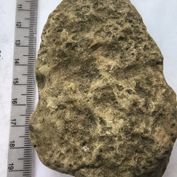 Ichnofossils 