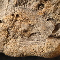SRL194 Crinoid and Brachiopod Impressions